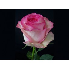 Roses - Bella Vita